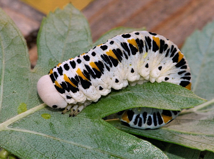 Larva di Cimbicidae?